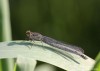 Šidélko rudoočko (Vážky), Erythromma najas, Zygoptera (Odonata)
